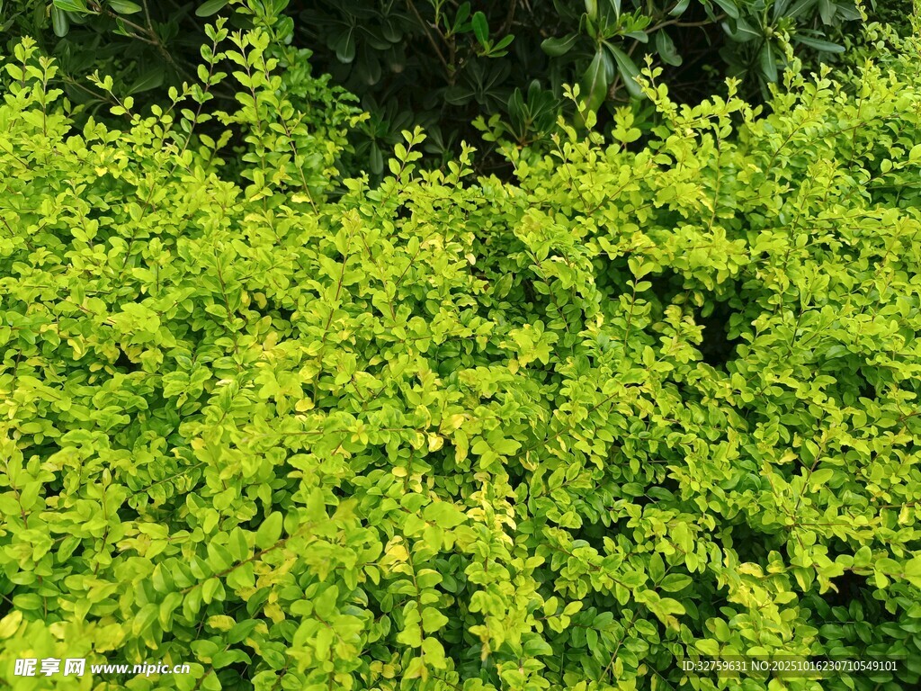 翠绿繁茂的灌木丛