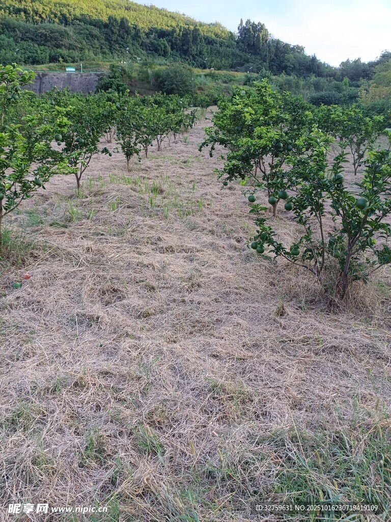 果园绿植景观