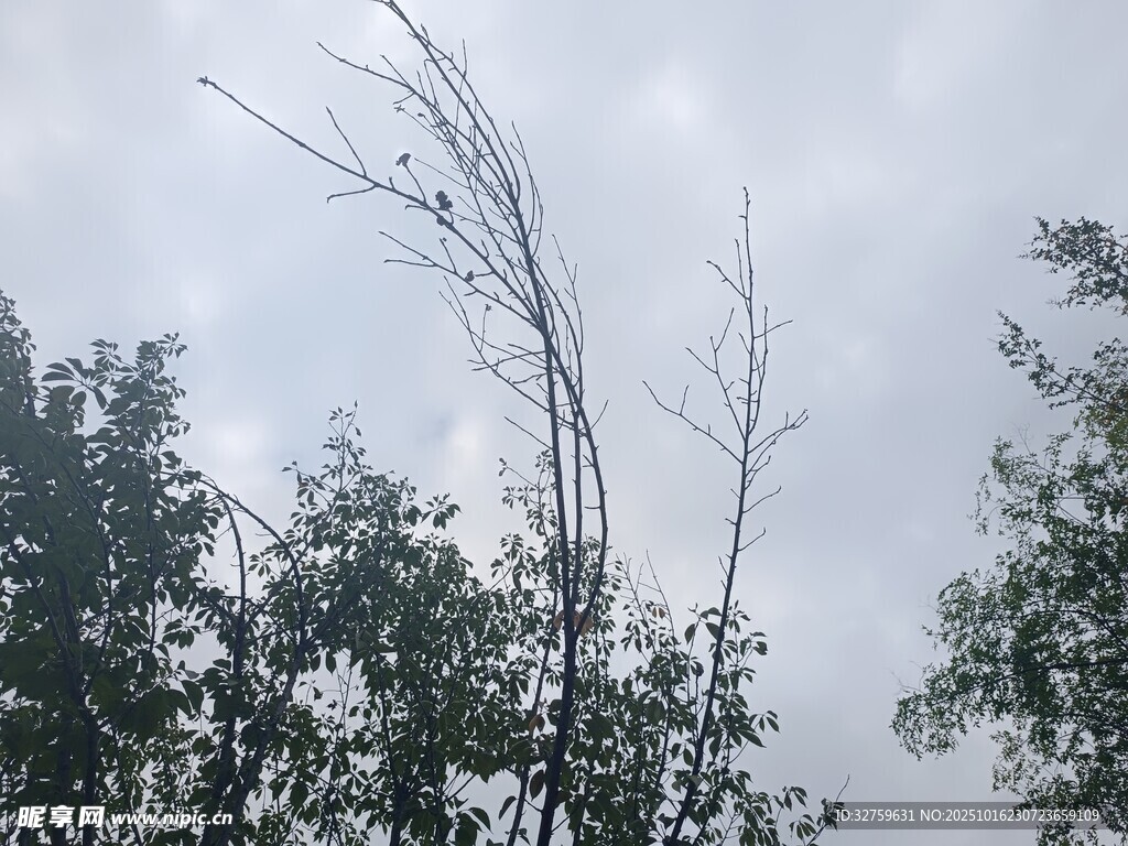 天空下的树木与光秃枝干
