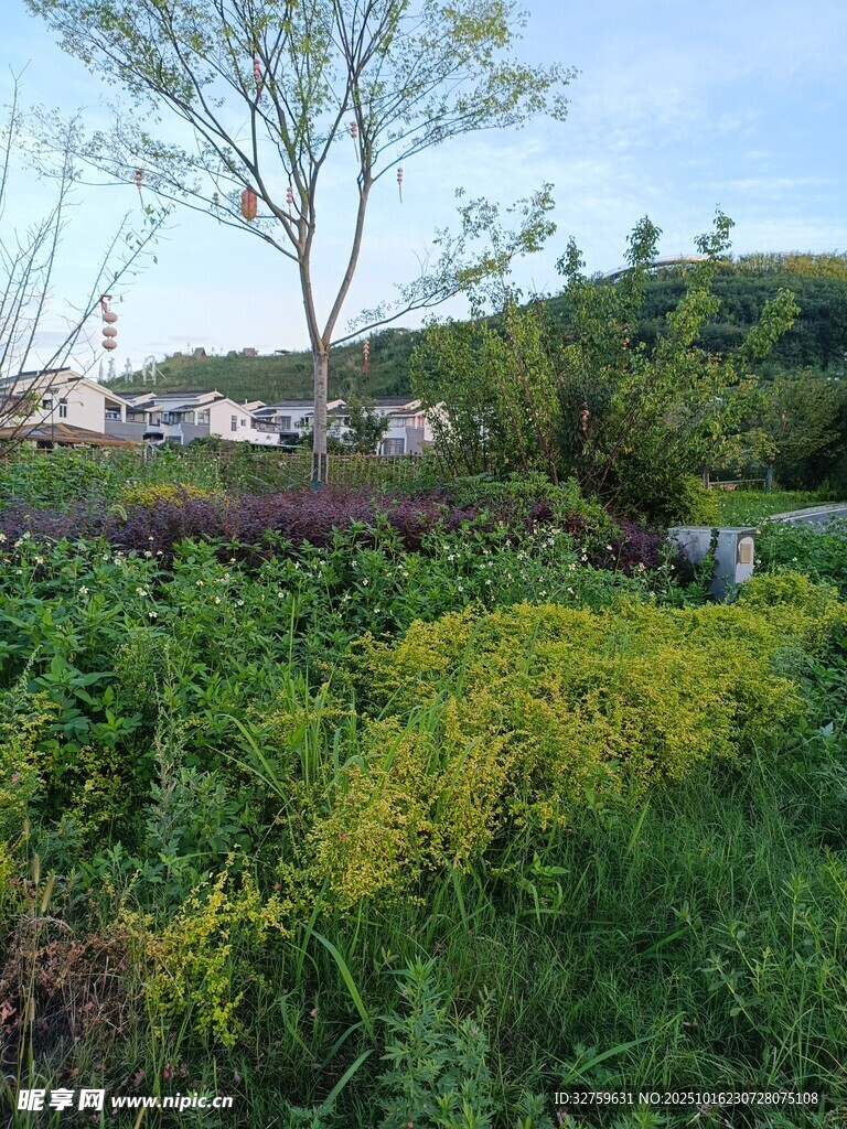 田园绿植景观