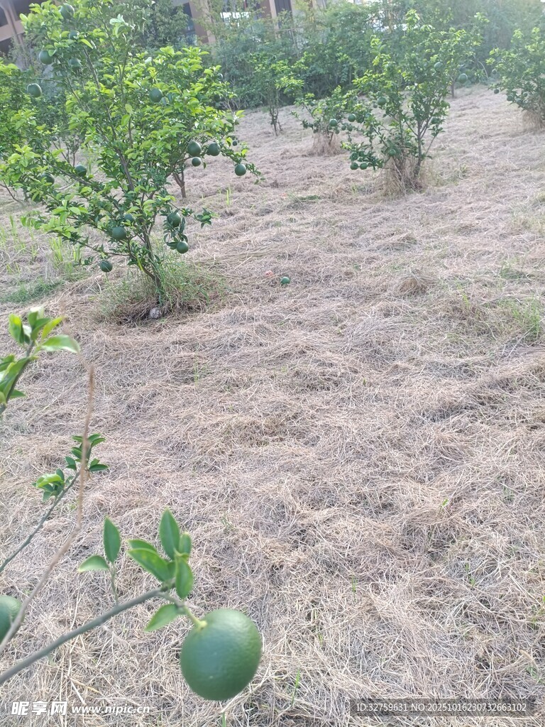 果园中的青涩果实
