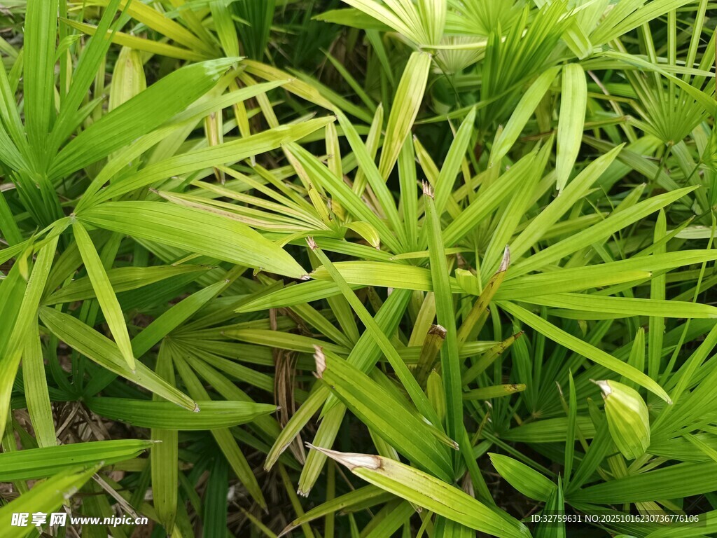 翠绿丛生的清新植物