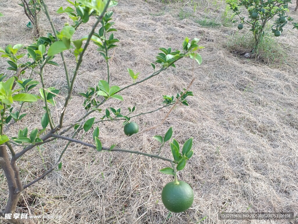 果园里的青绿色果实