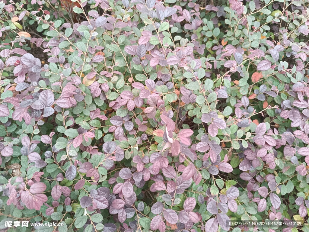 粉绿相间的植物景观