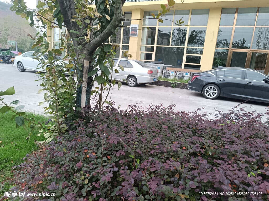 楼前绿植与停放的车辆