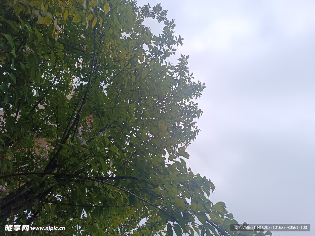 仰视茂密树冠与天空