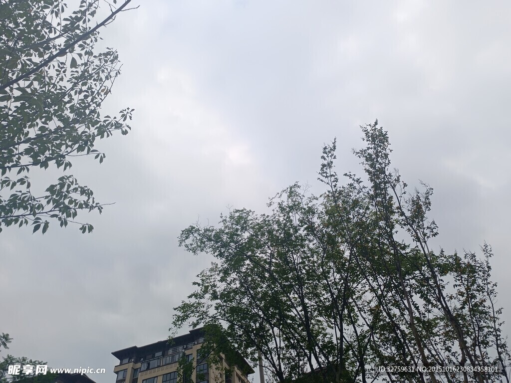 阴天中的树木与远处建筑