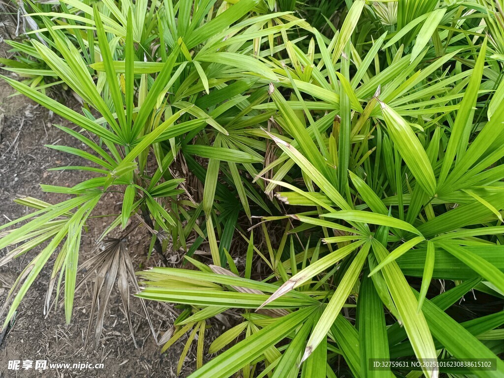 翠绿丛生的细长叶片植物