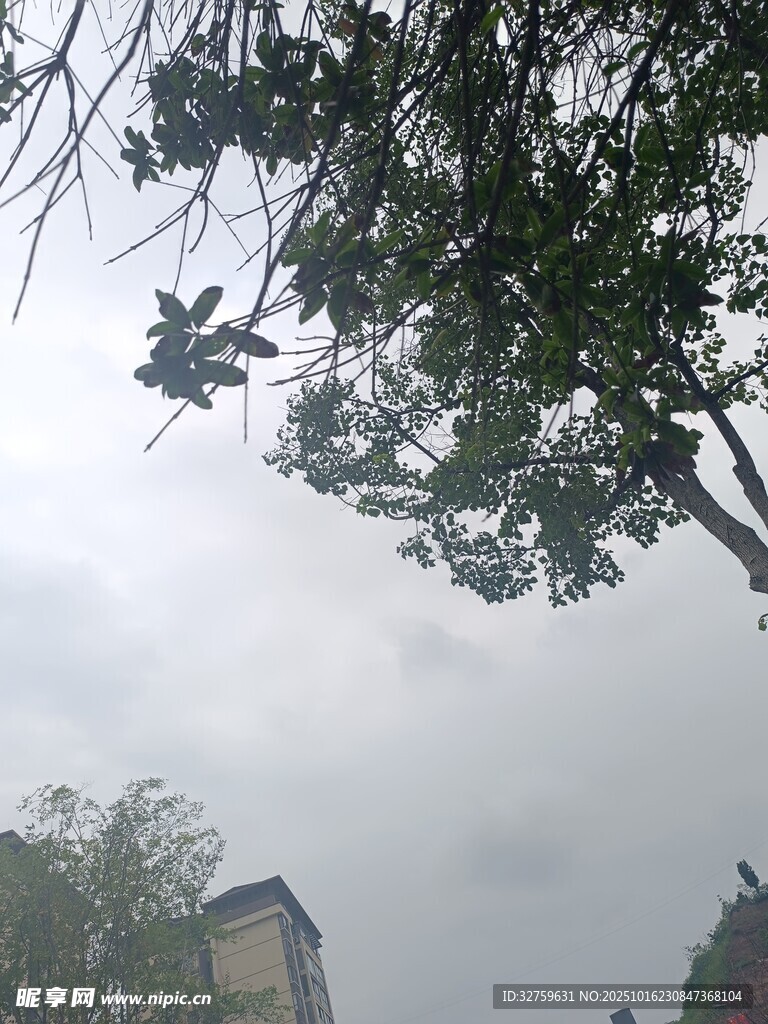 枝叶舒展下的朦胧天际