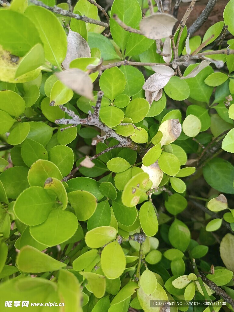 翠绿叶片的生机景象
