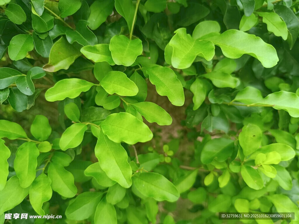 翠绿繁茂的生机叶片