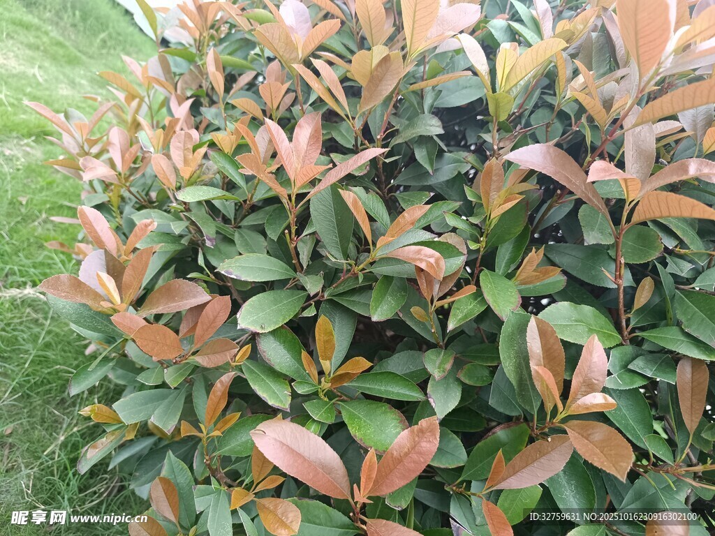 红叶石楠植物特写