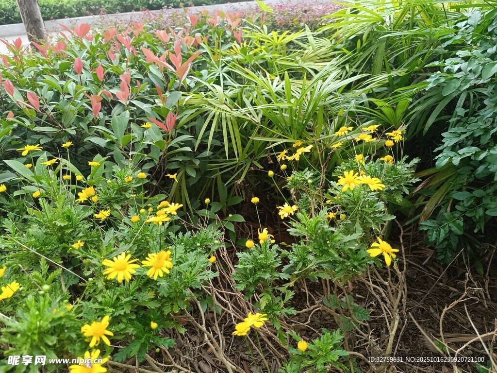 花园中的黄色小花绽放
