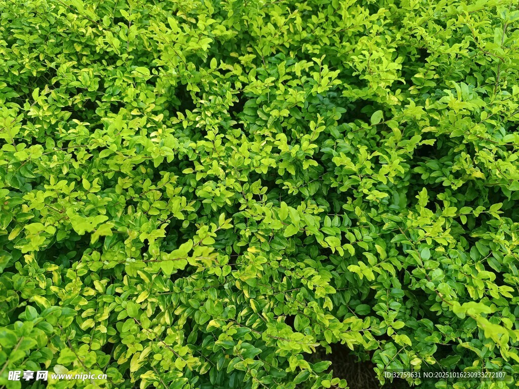 翠绿繁茂的灌木植物