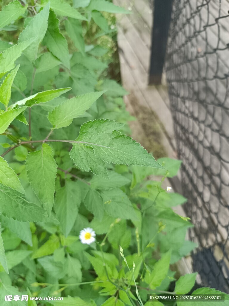 绿叶丛中的白色小花
