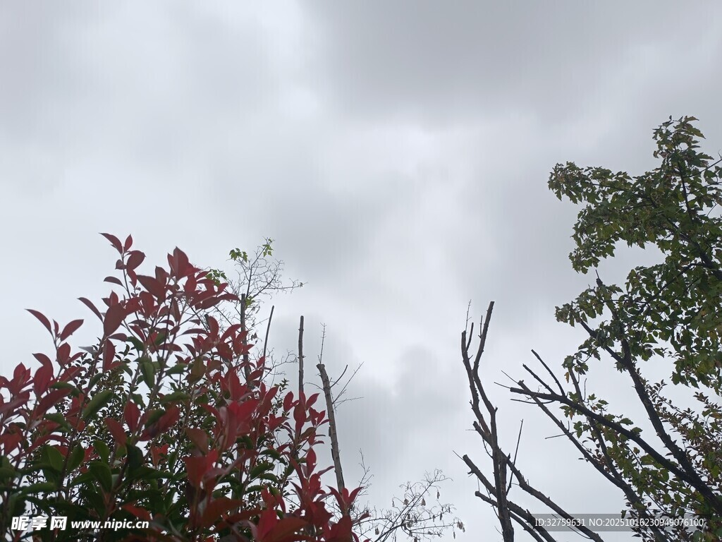 阴天下的红树与绿树