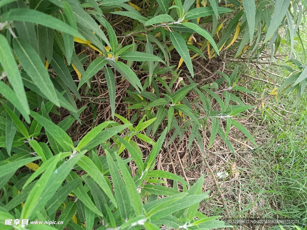 绿叶丛生的植物景观