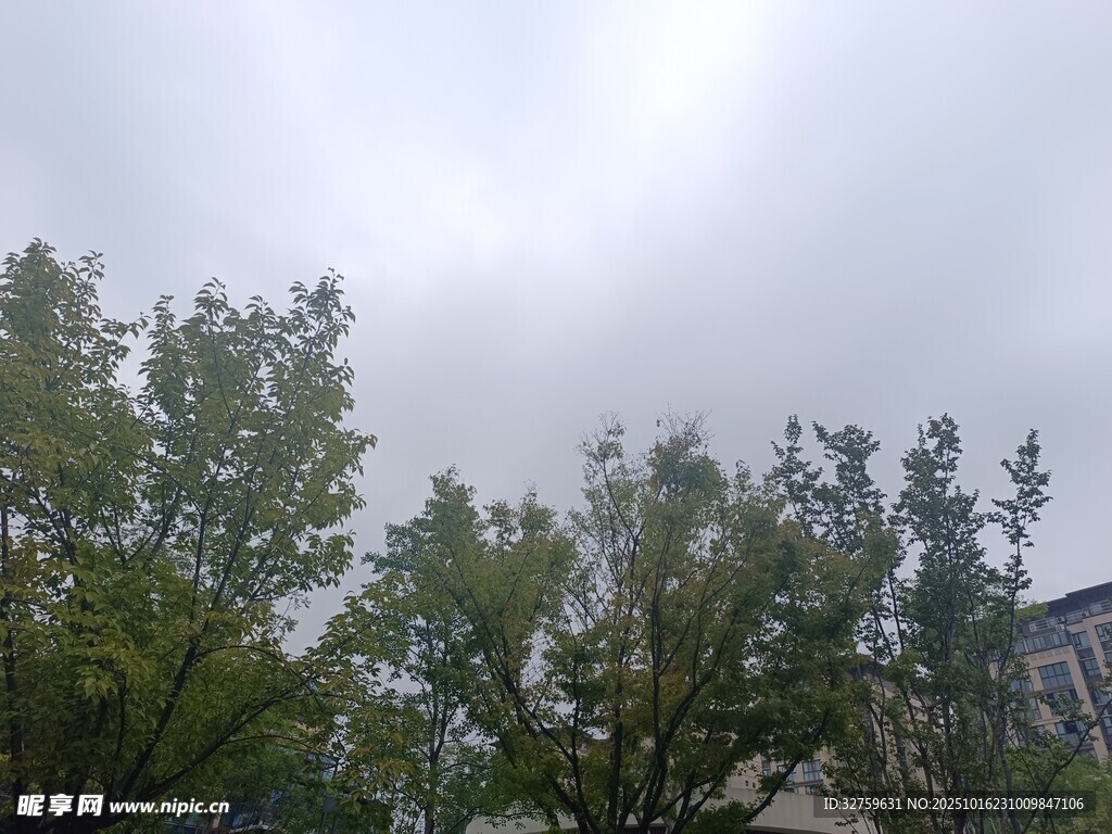 阴天中的树木景观