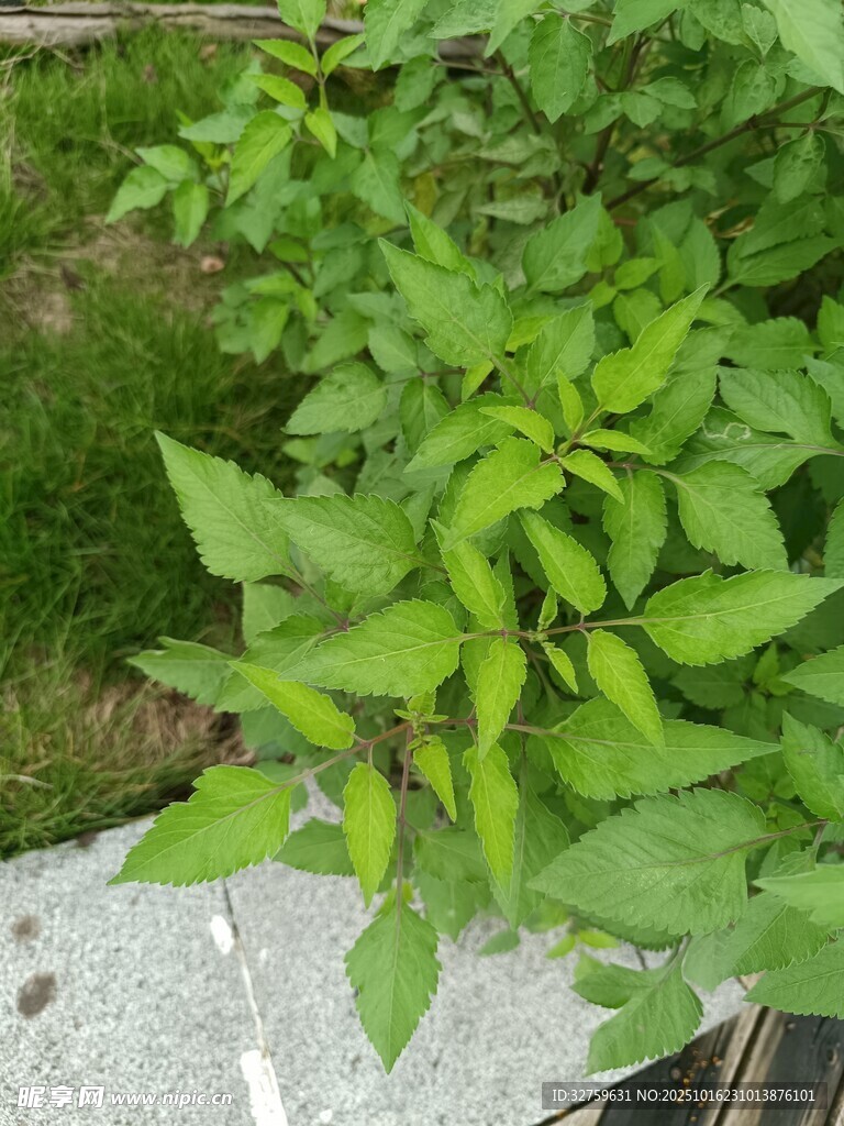 绿叶繁茂的青椒植株