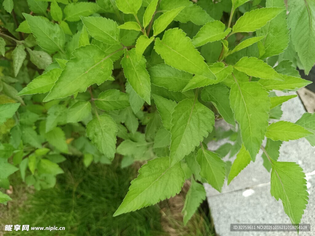 翠绿繁茂的新生植物