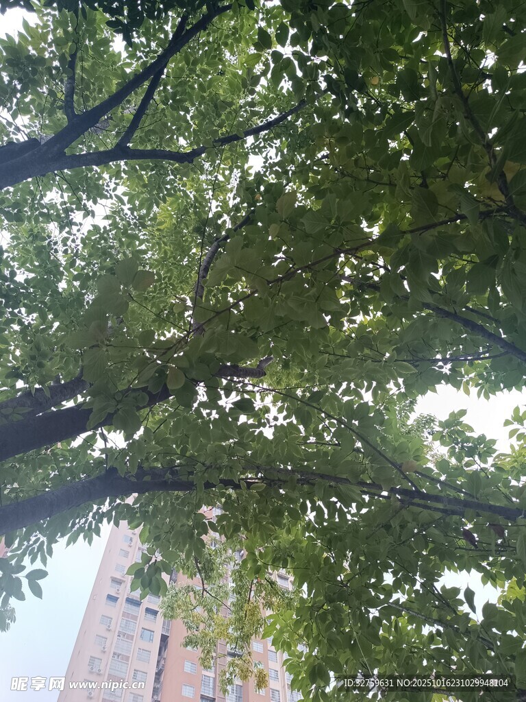仰视绿树间的高楼一角
