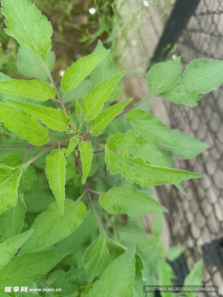 嫩绿辣椒植株特写