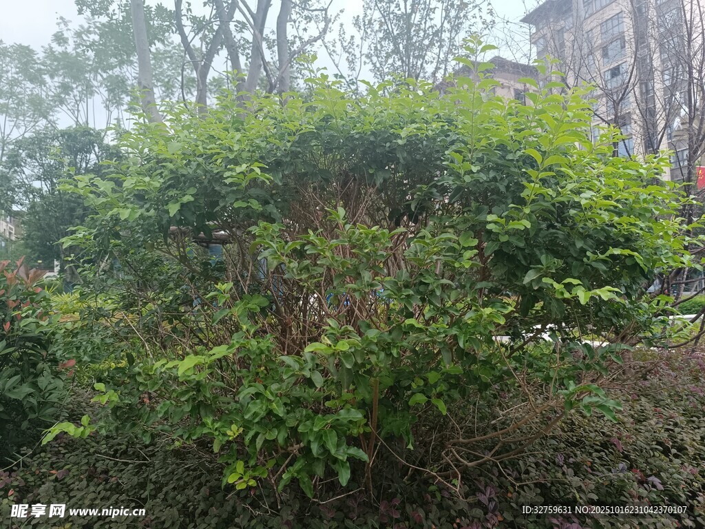 户外繁茂绿植景观