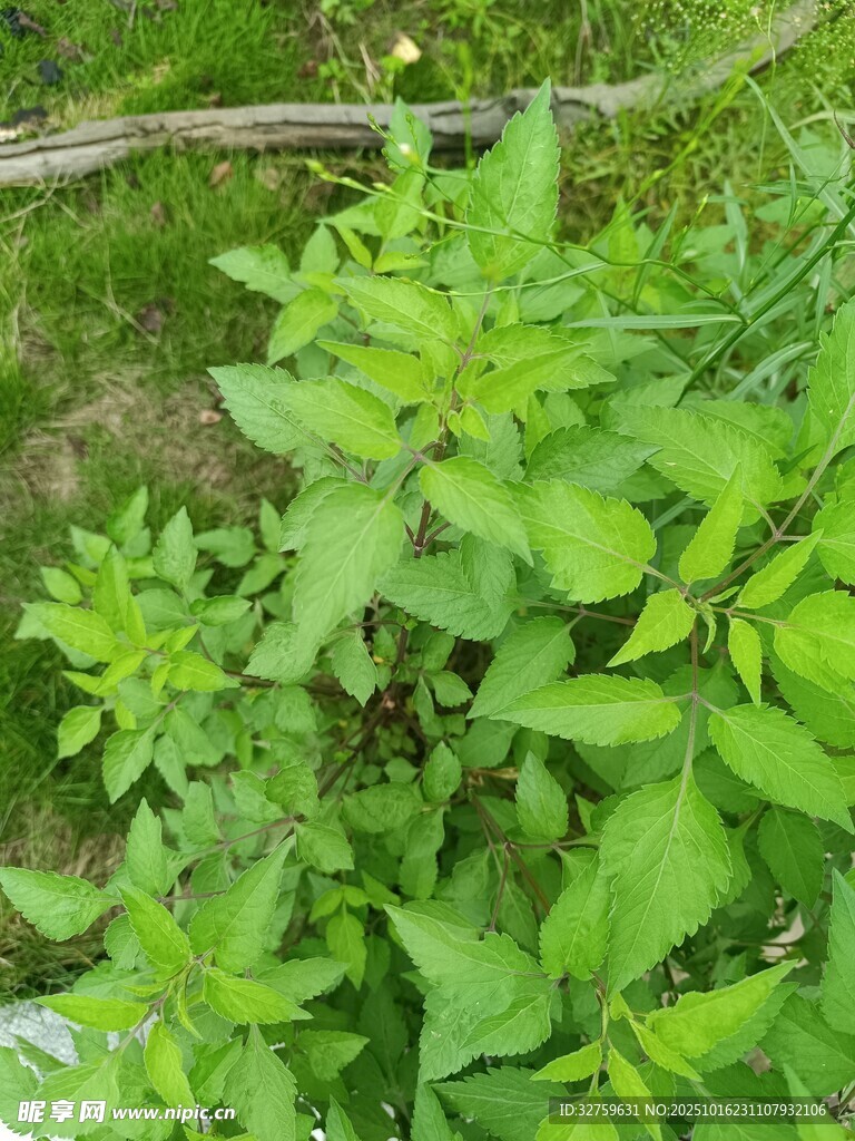 绿叶繁茂的野生植物