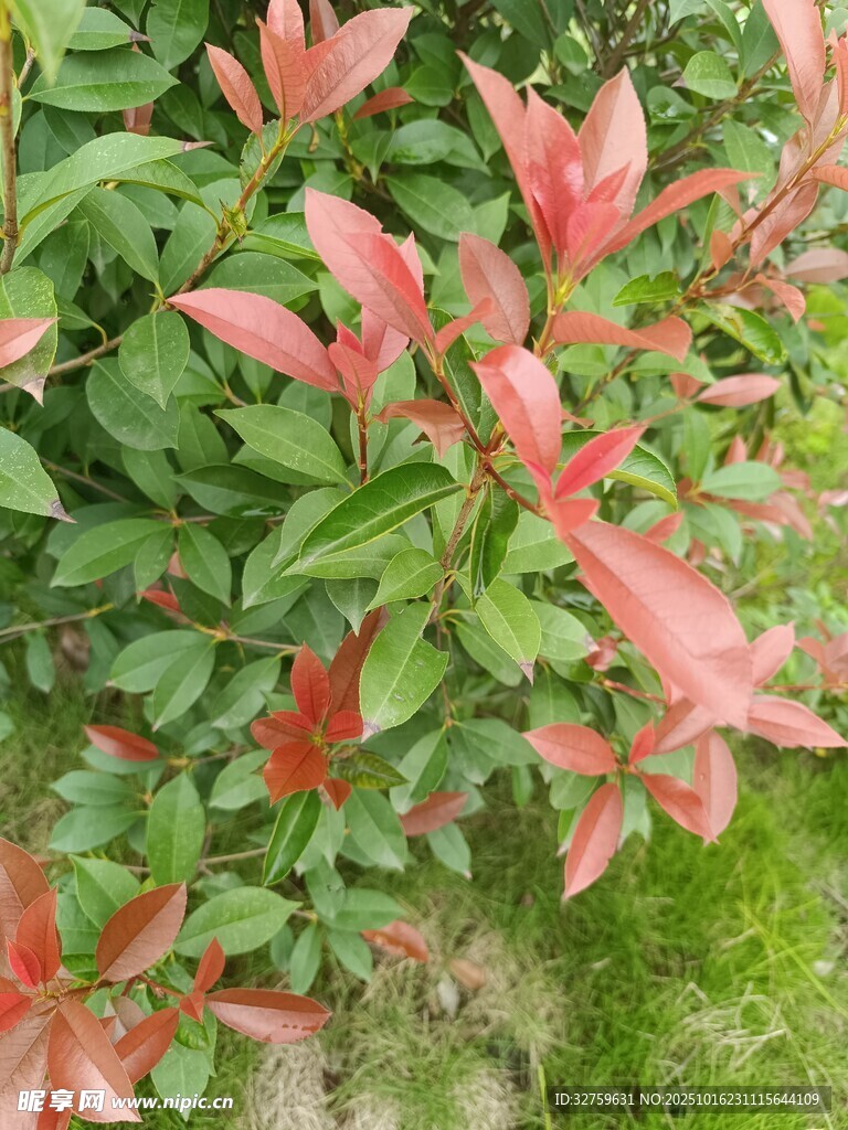 红叶绿叶交织的植物景观