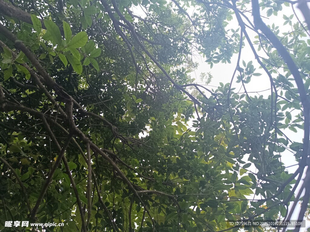 仰视繁茂枝叶景观