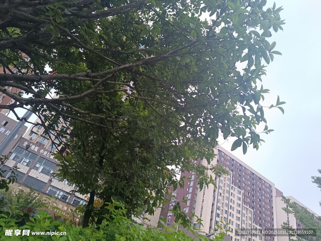 绿树掩映下的高层住宅