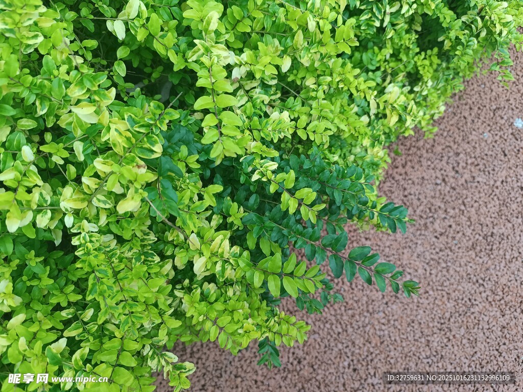 翠绿植物与棕色地面景观
