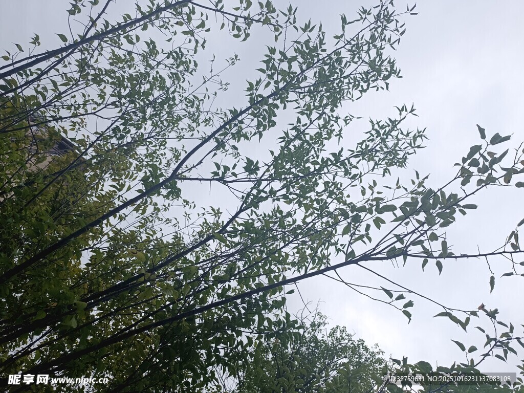 枝叶繁茂的树木景观