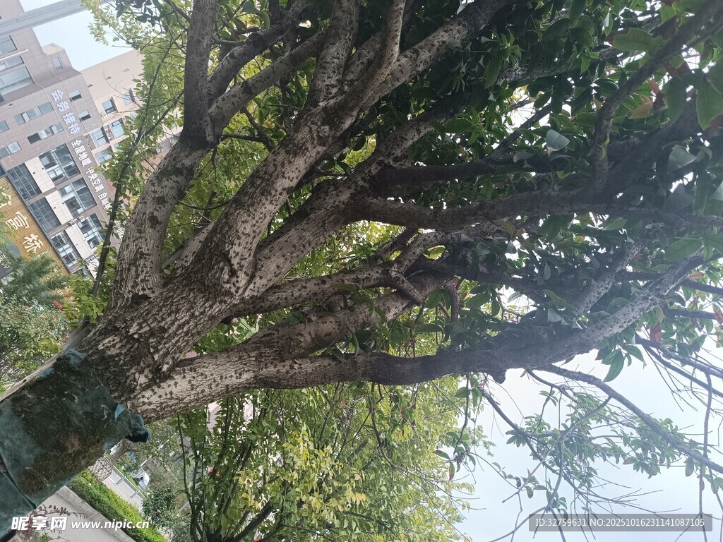 繁茂大树展现蓬勃生机