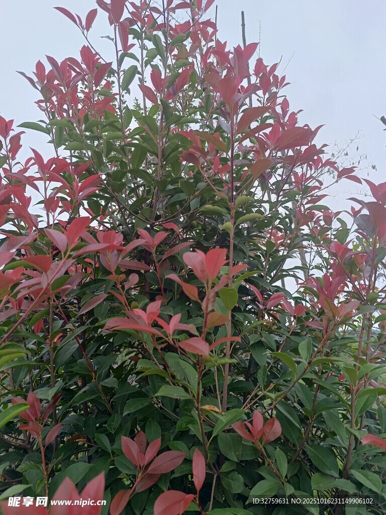 红叶灌木特写