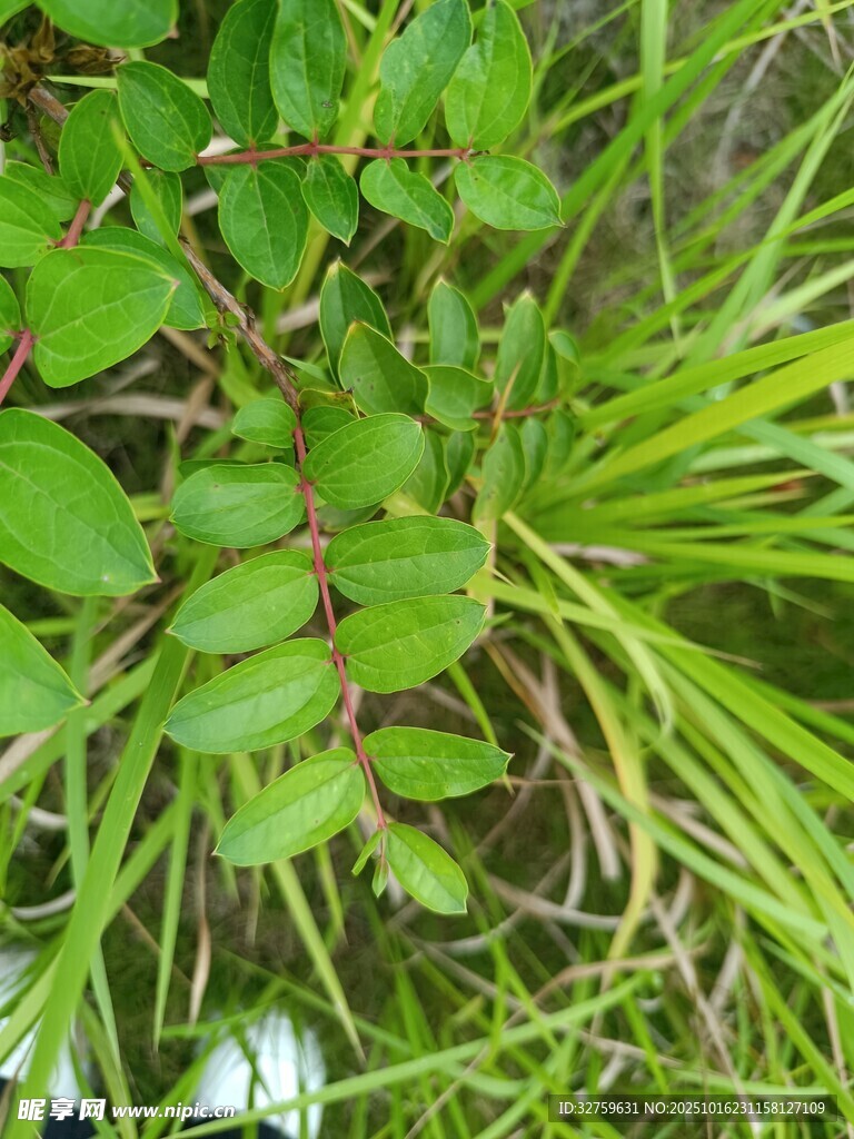 翠绿丛生植物特写