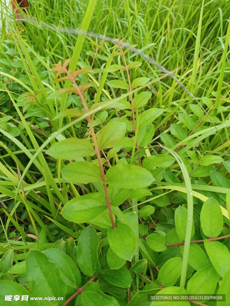 草丛中的嫩绿植物