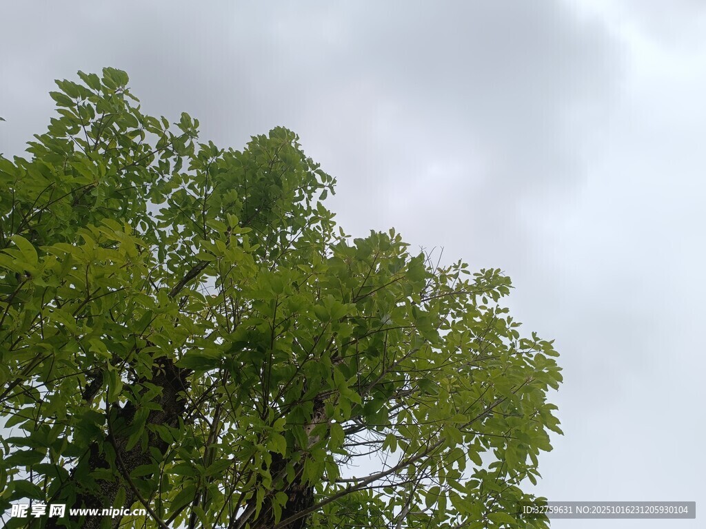 绿树映灰天的自然景致