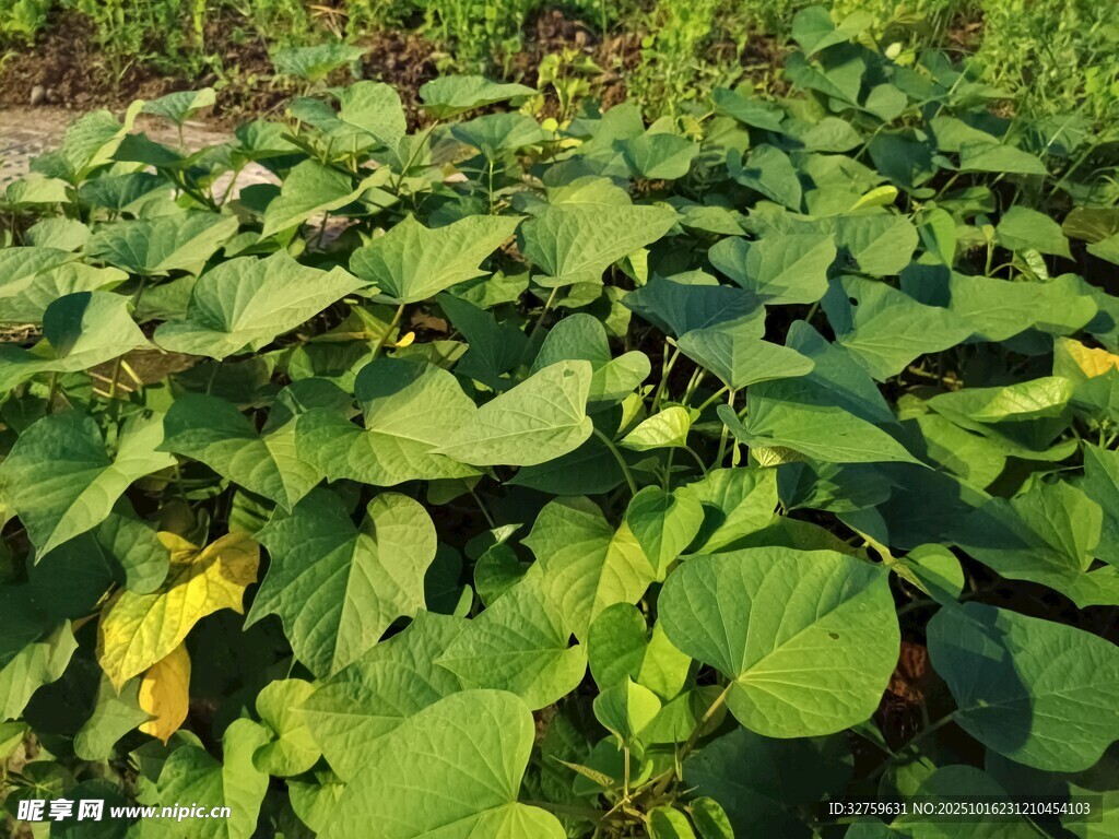 绿叶繁茂的红薯植株