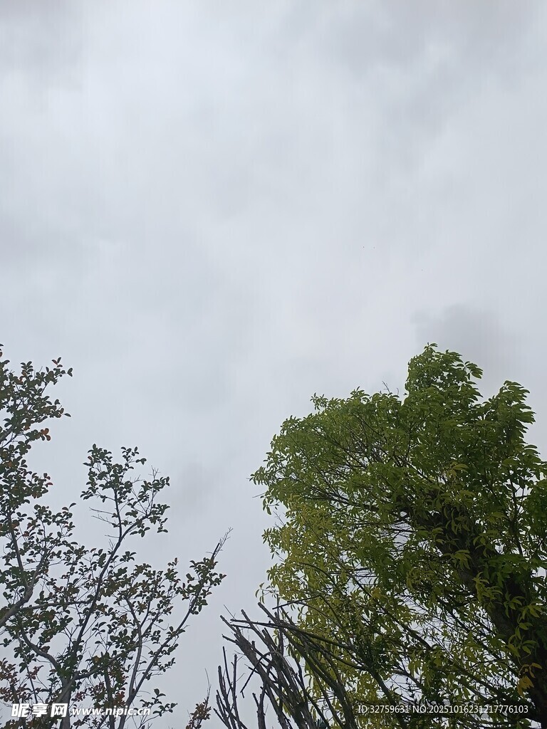 天空下的绿树与枝叶