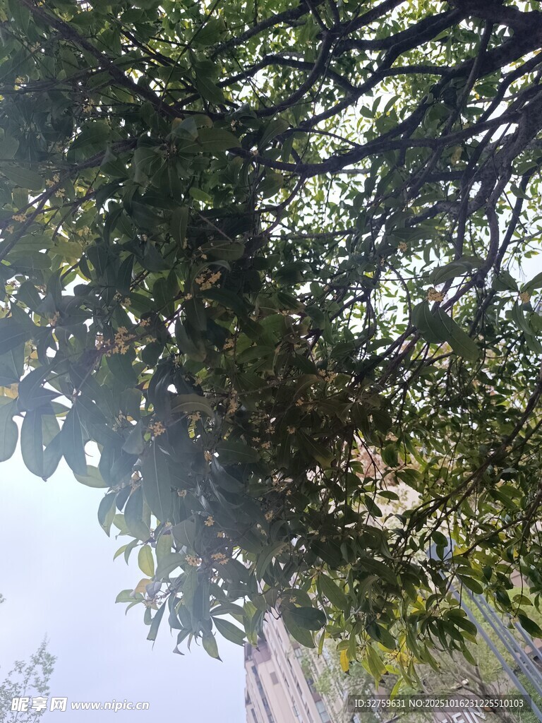 繁茂枝叶下的天空一角
