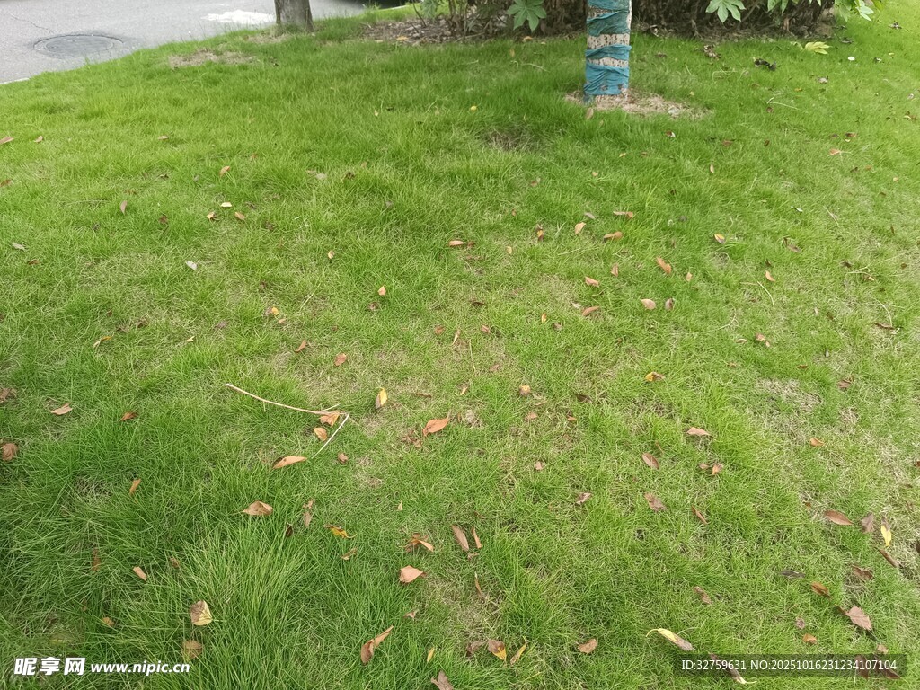 户外翠绿草坪场景