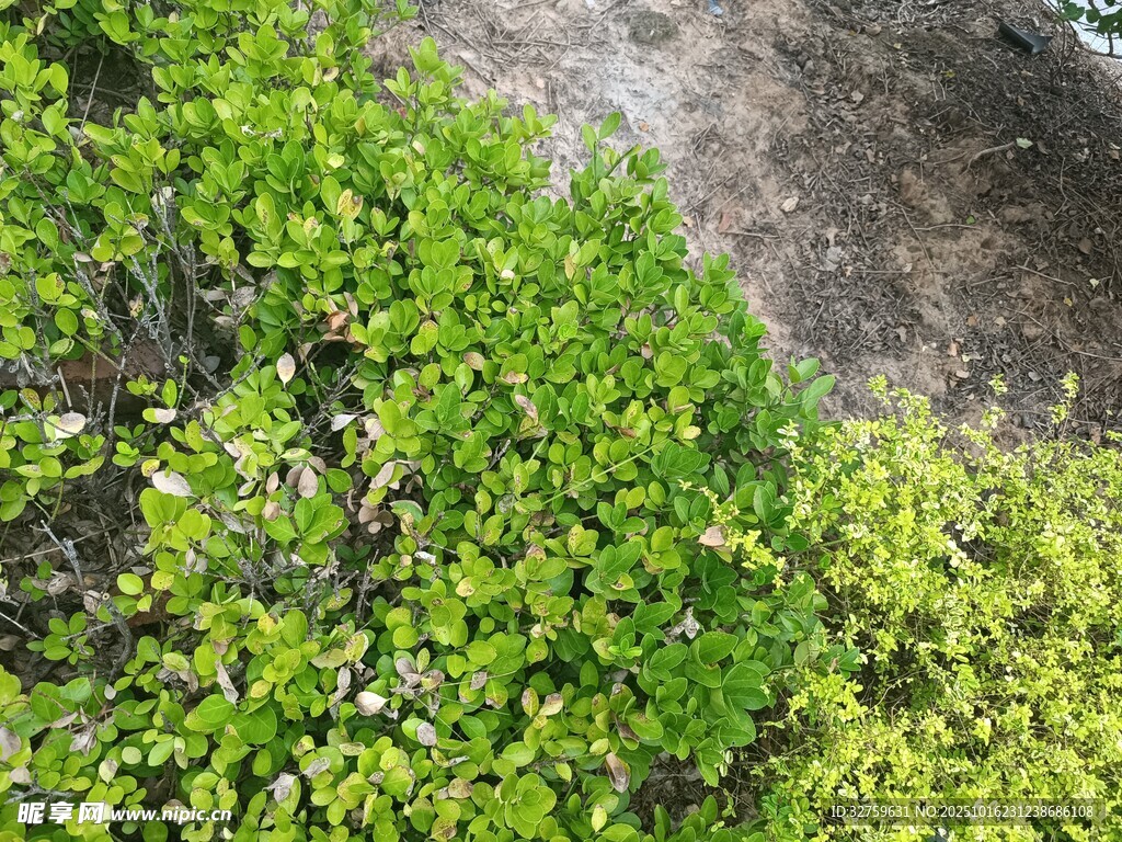 翠绿繁茂的地面绿植景观