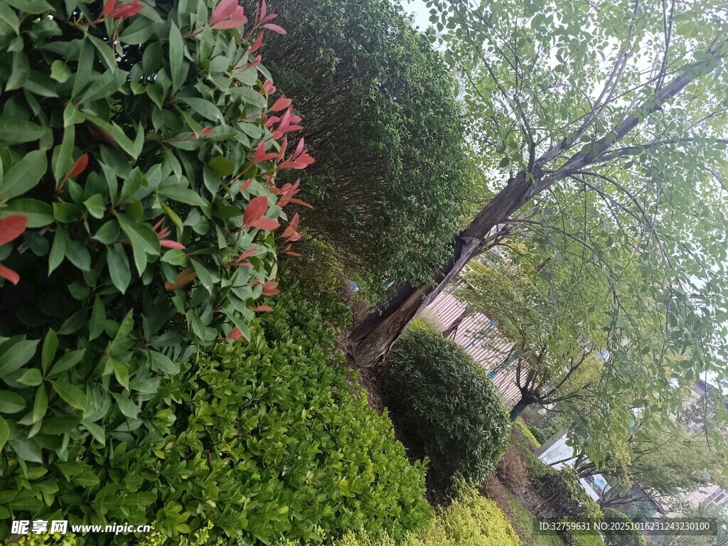 园林绿植景观