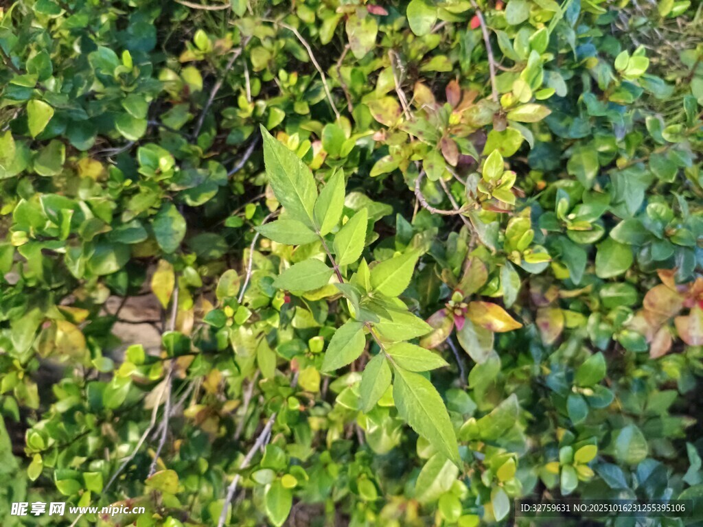 翠绿繁茂的多样植物景观