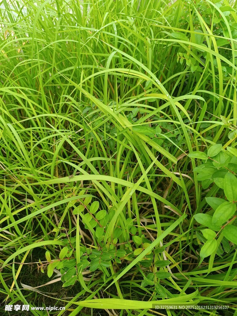翠绿茂盛的丛生野草