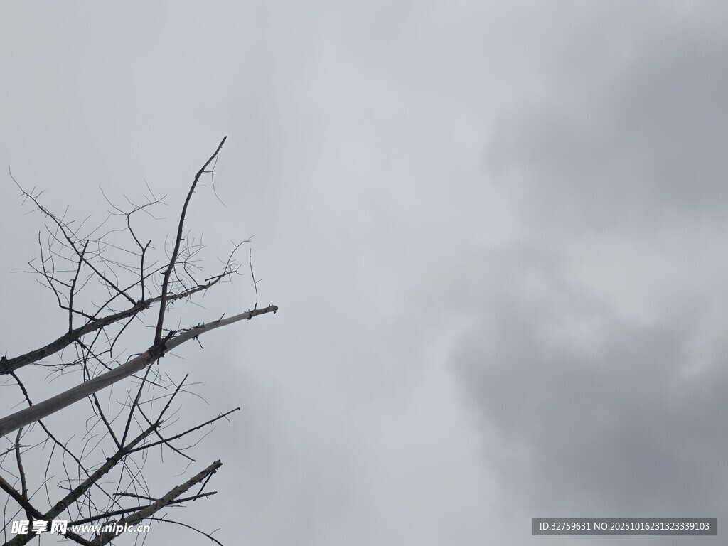 枯枝伸向灰蒙天空