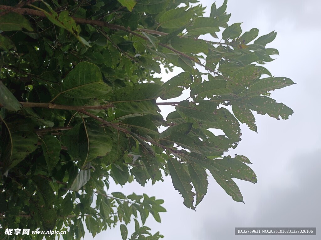 枝叶繁茂的绿植景观