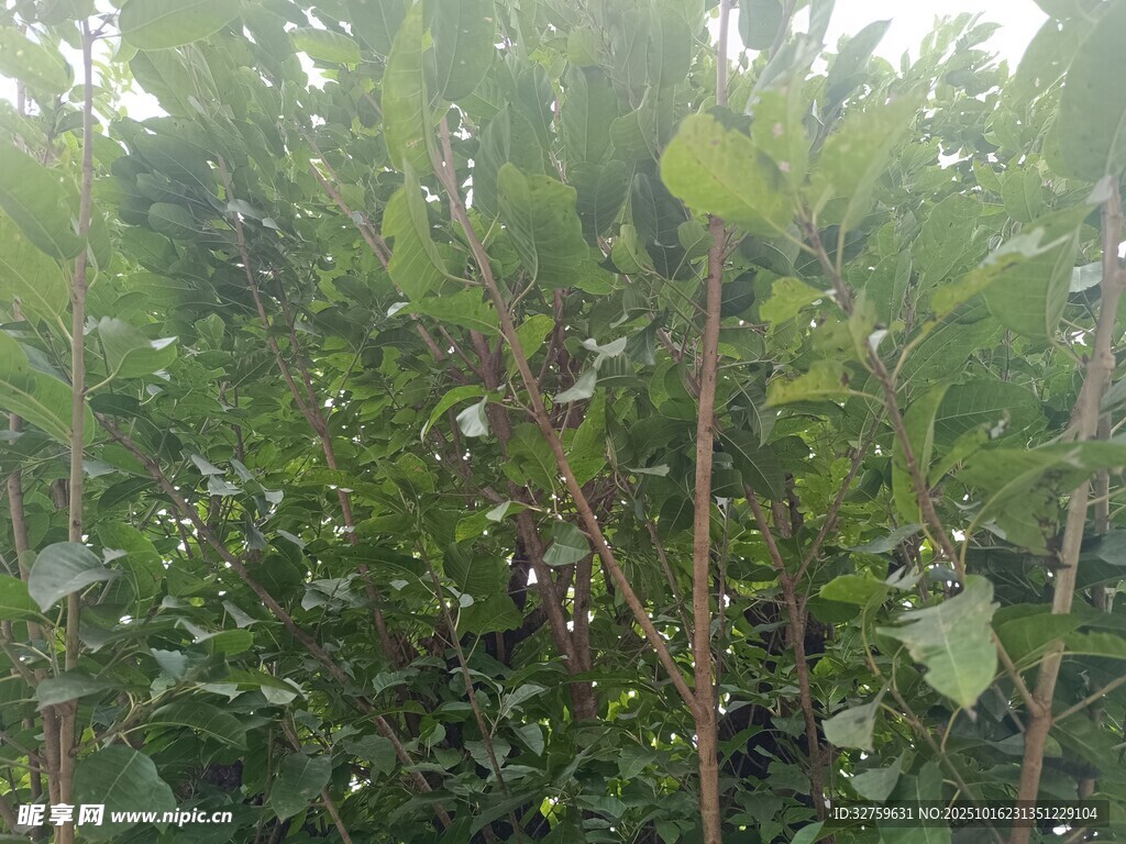 繁茂绿植景观