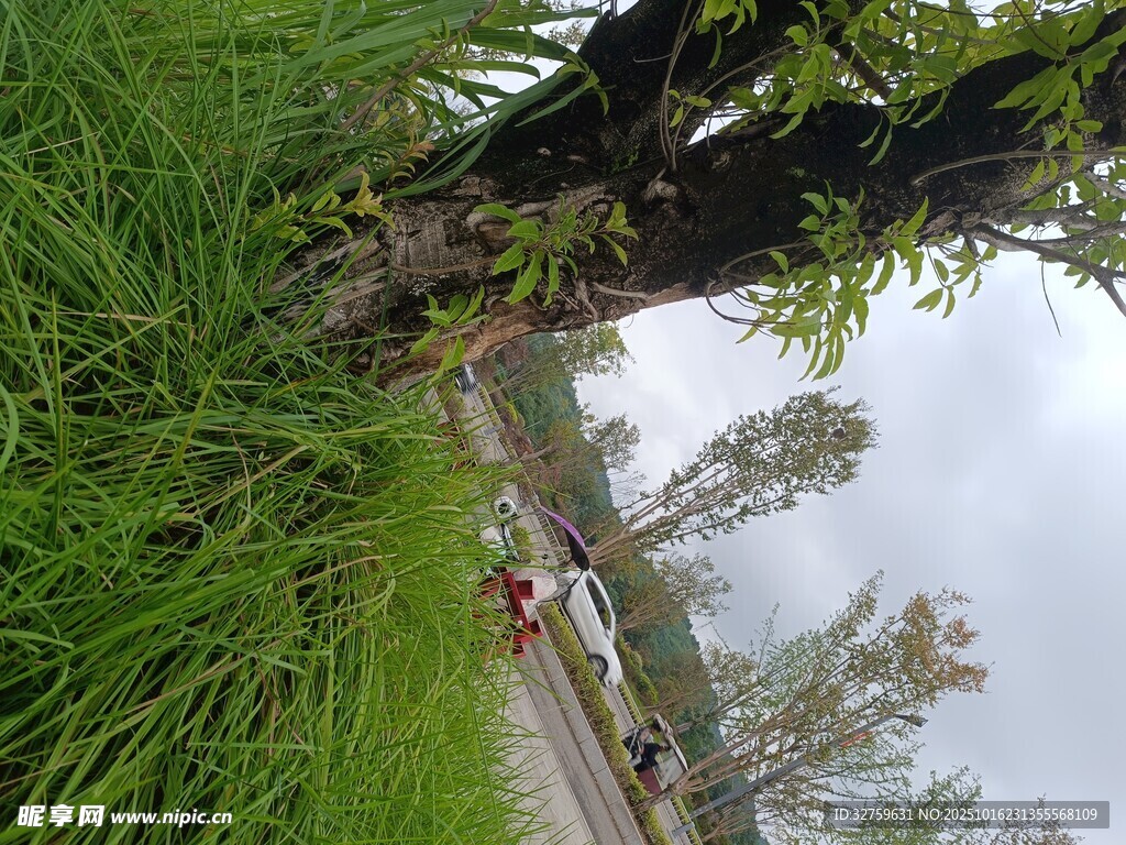 春日小径旁的葱郁草木